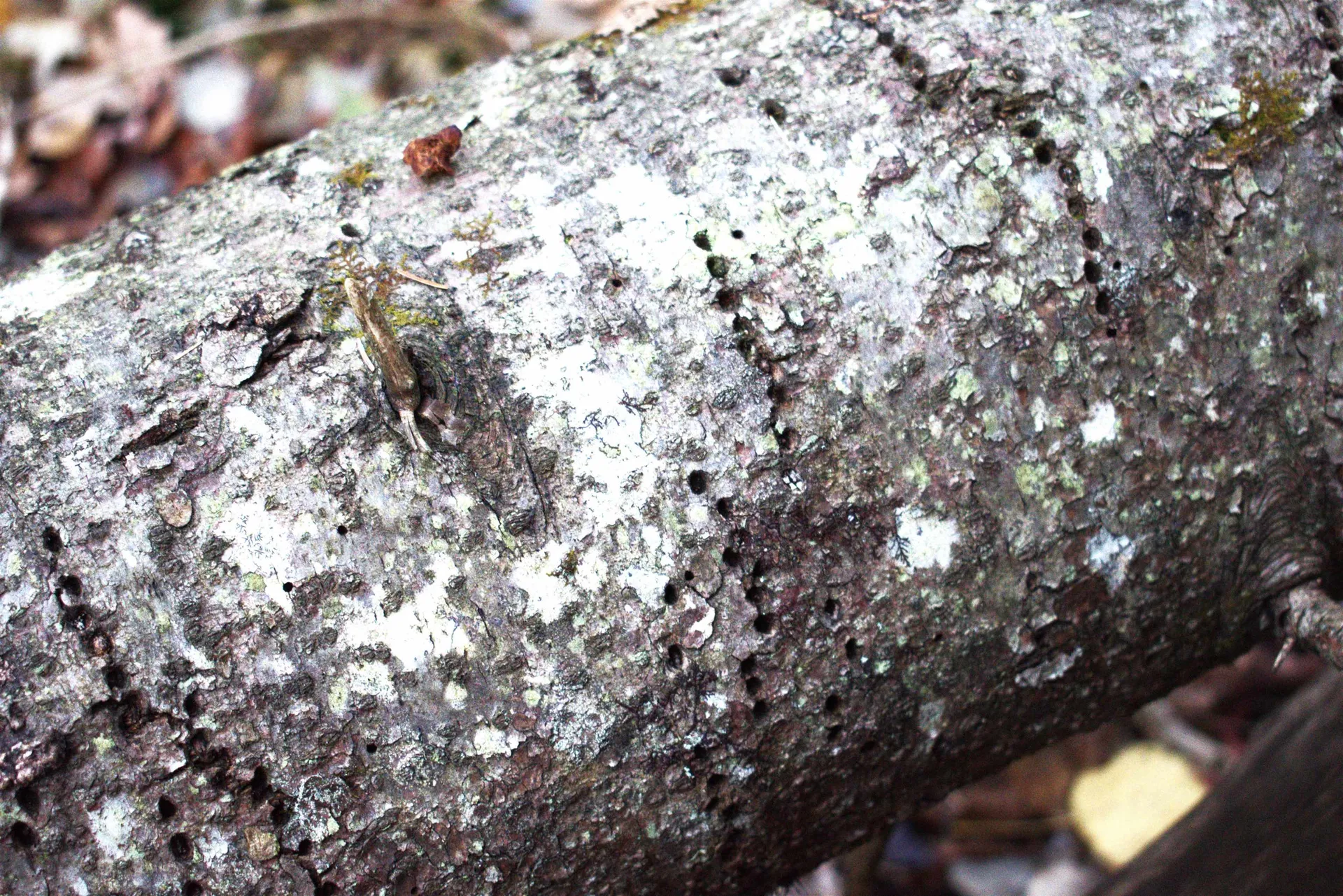 3726 Sheffield Square Road Sheffield VT 05839