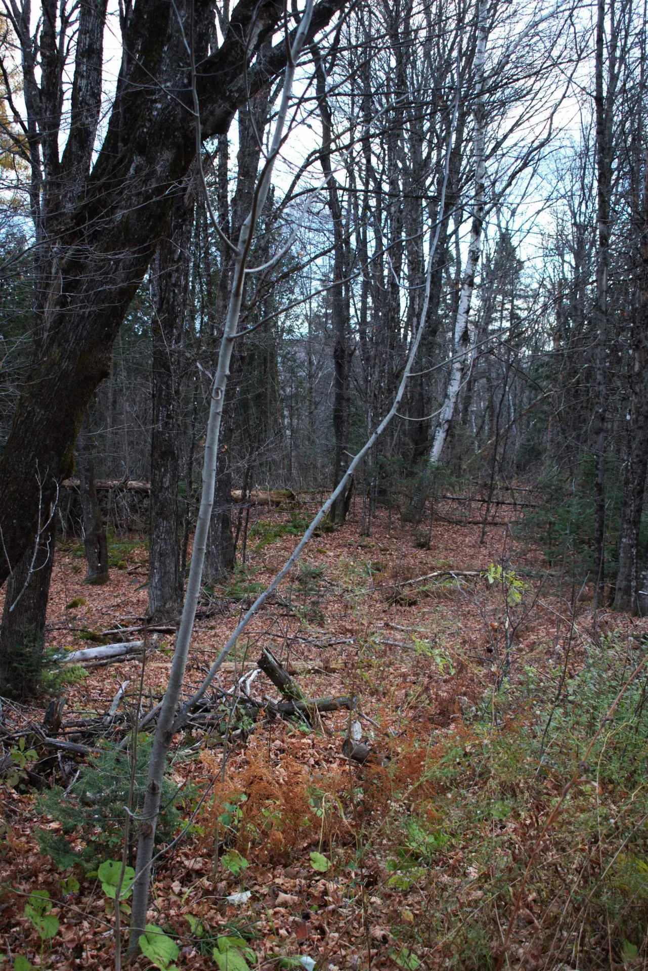 3726 Sheffield Square Road Sheffield VT 05839