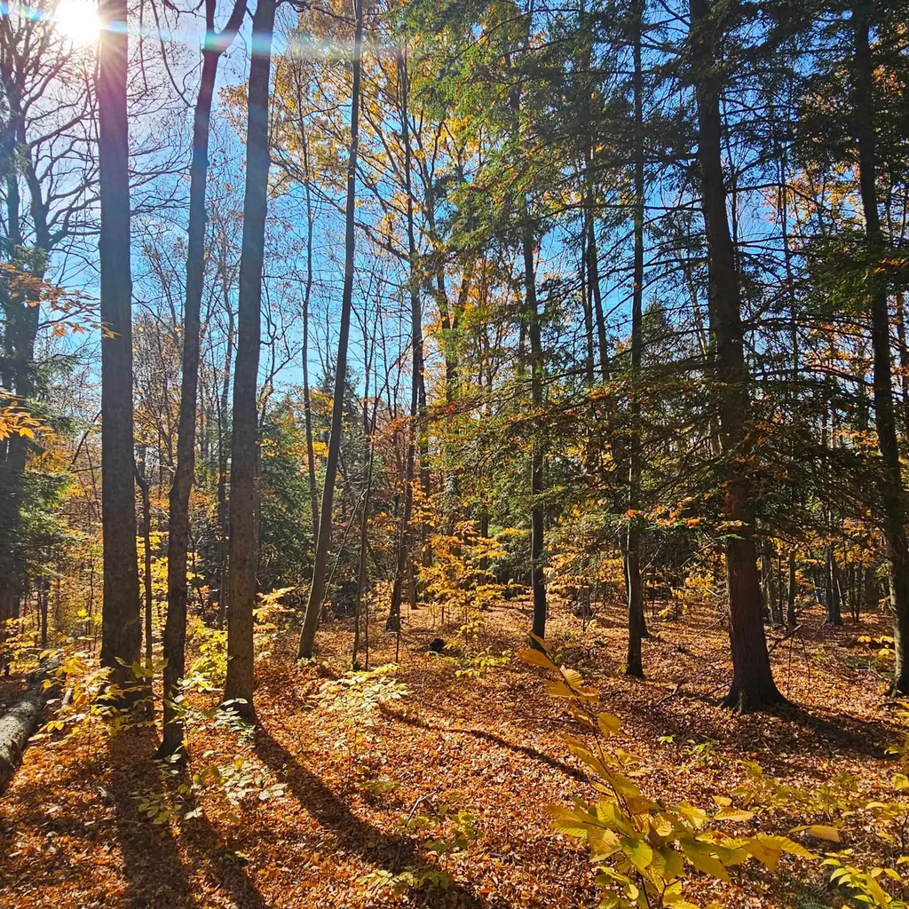 Hall Road Chester VT 05143