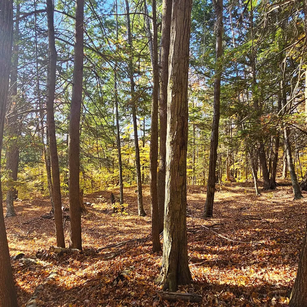 Hall Road Chester VT 05143