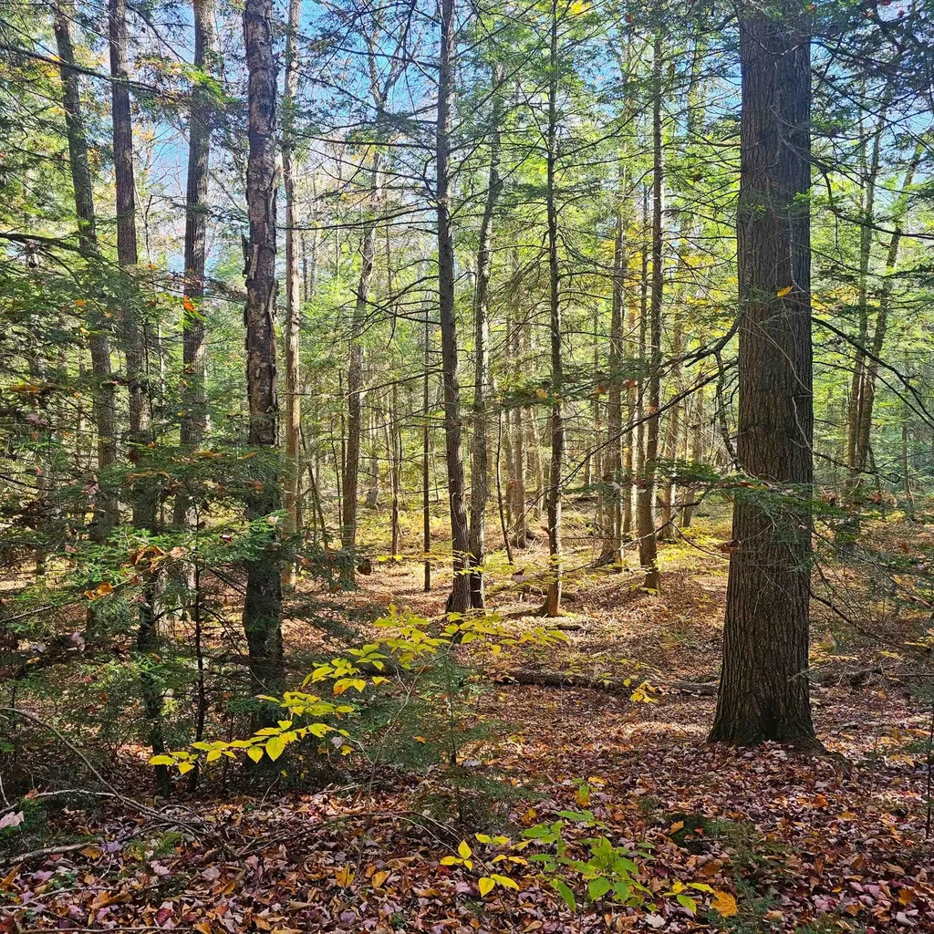 Hall Road Chester VT 05143