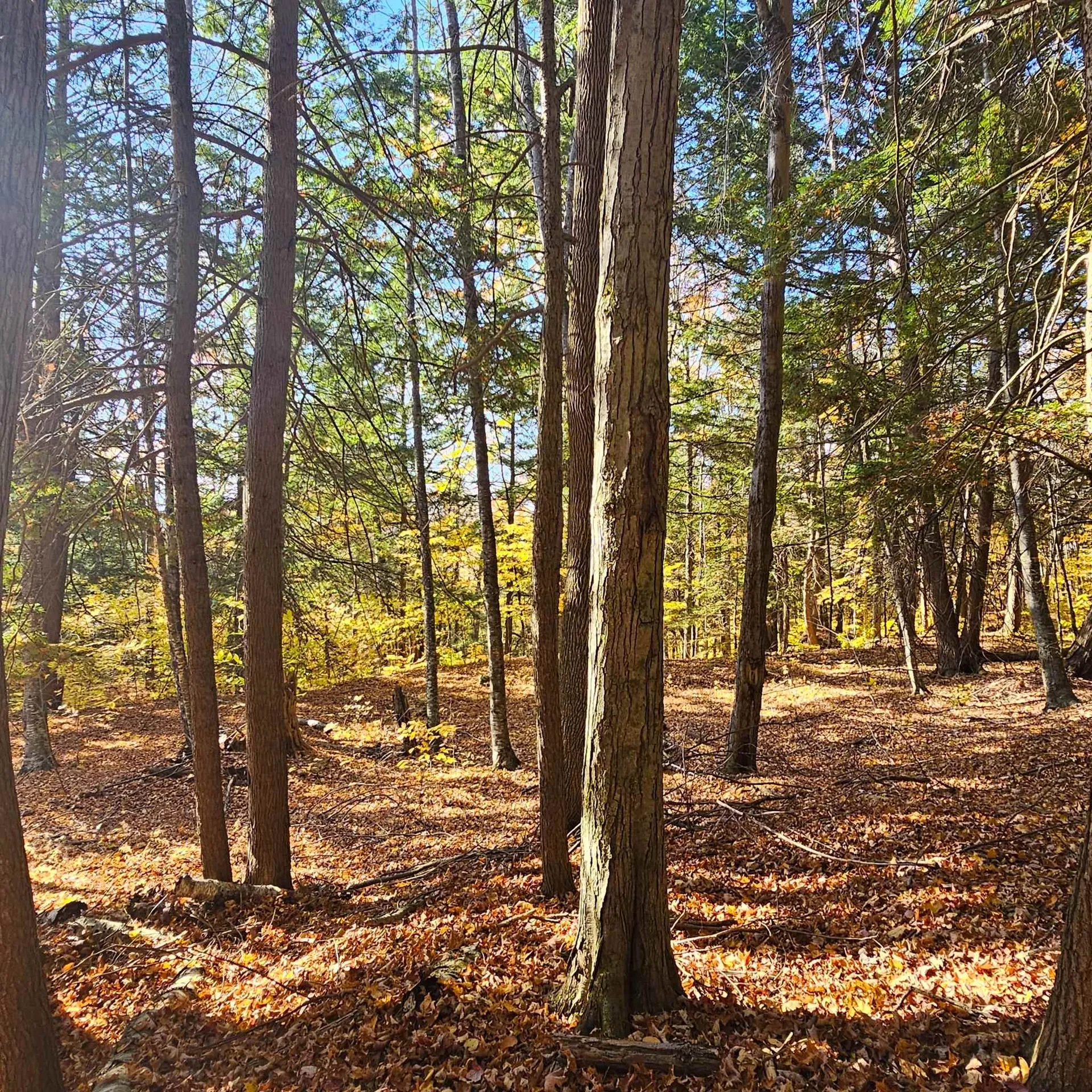 Hall Road Chester VT 05143