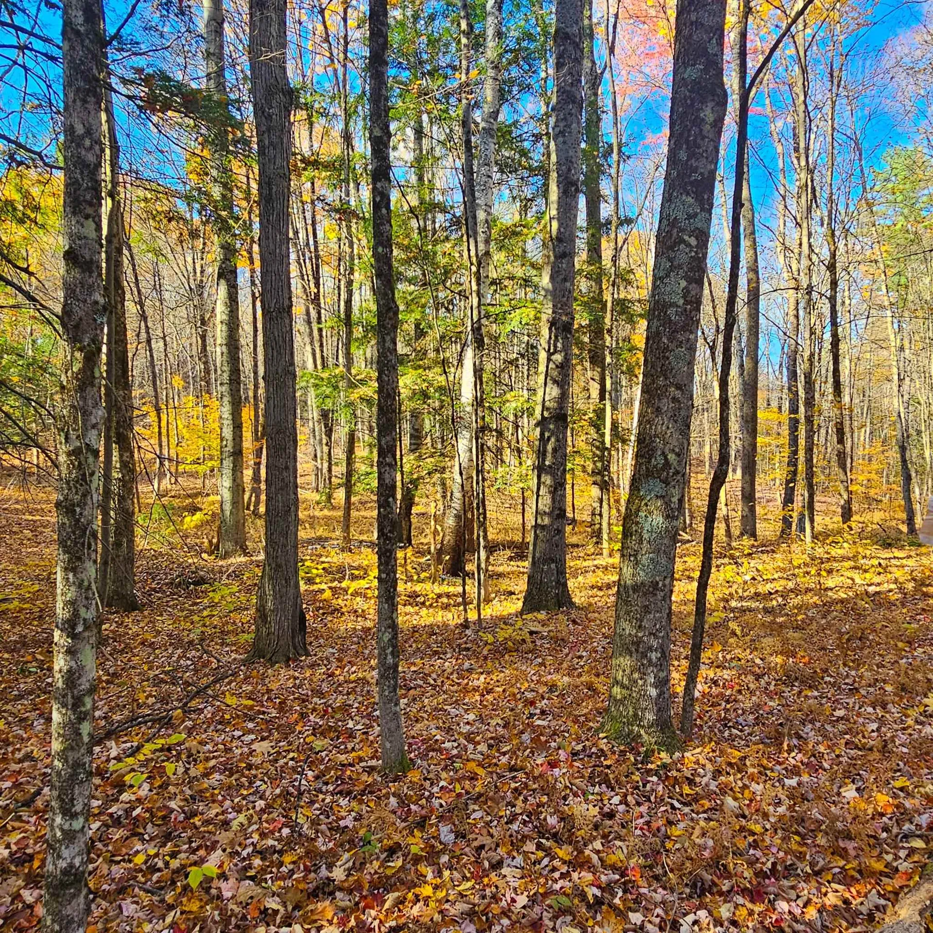 Hall Road Chester VT 05143