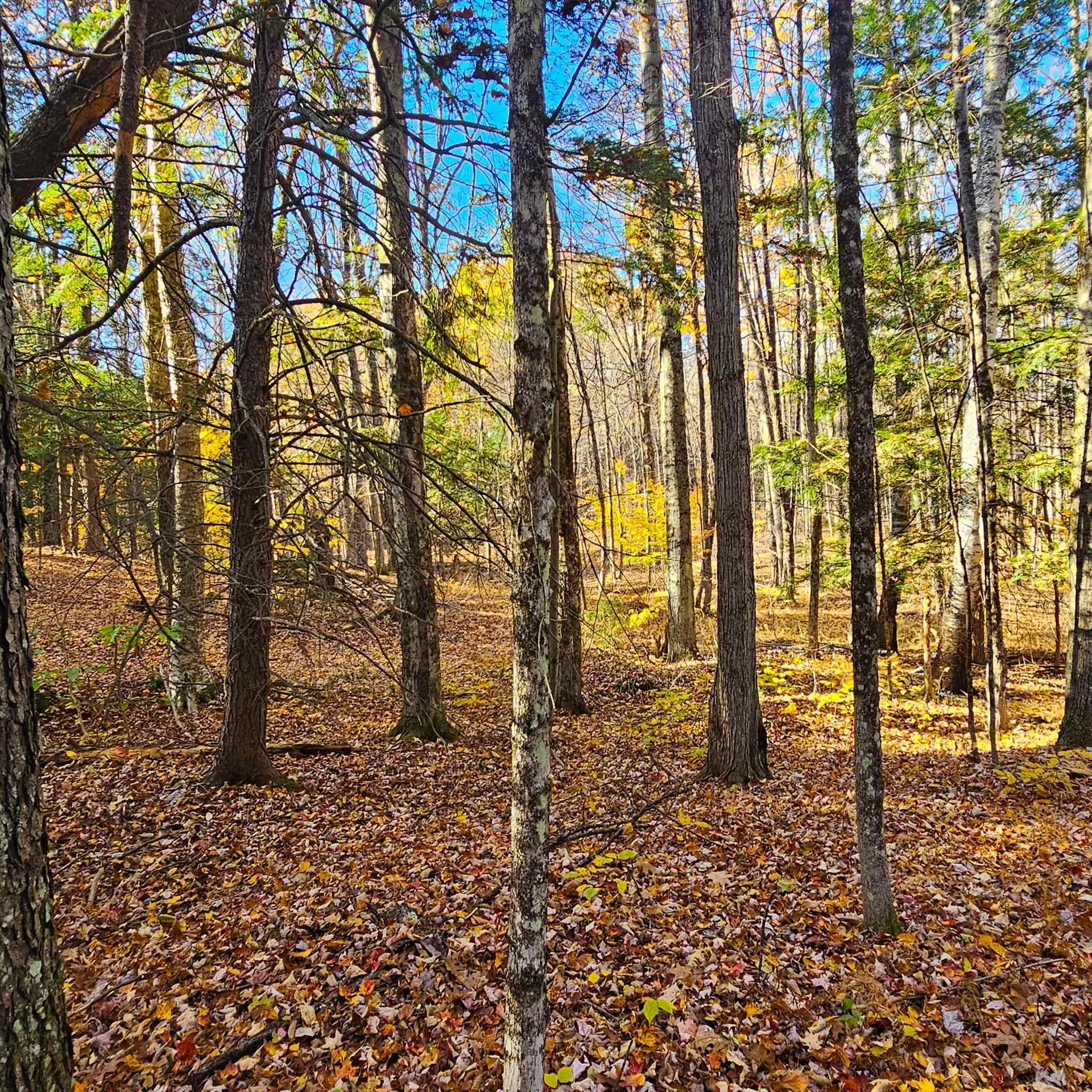 Hall Road Chester VT 05143