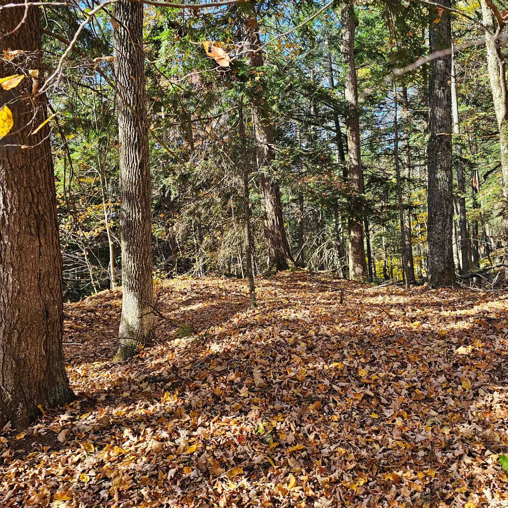 Hall Road Chester VT 05143