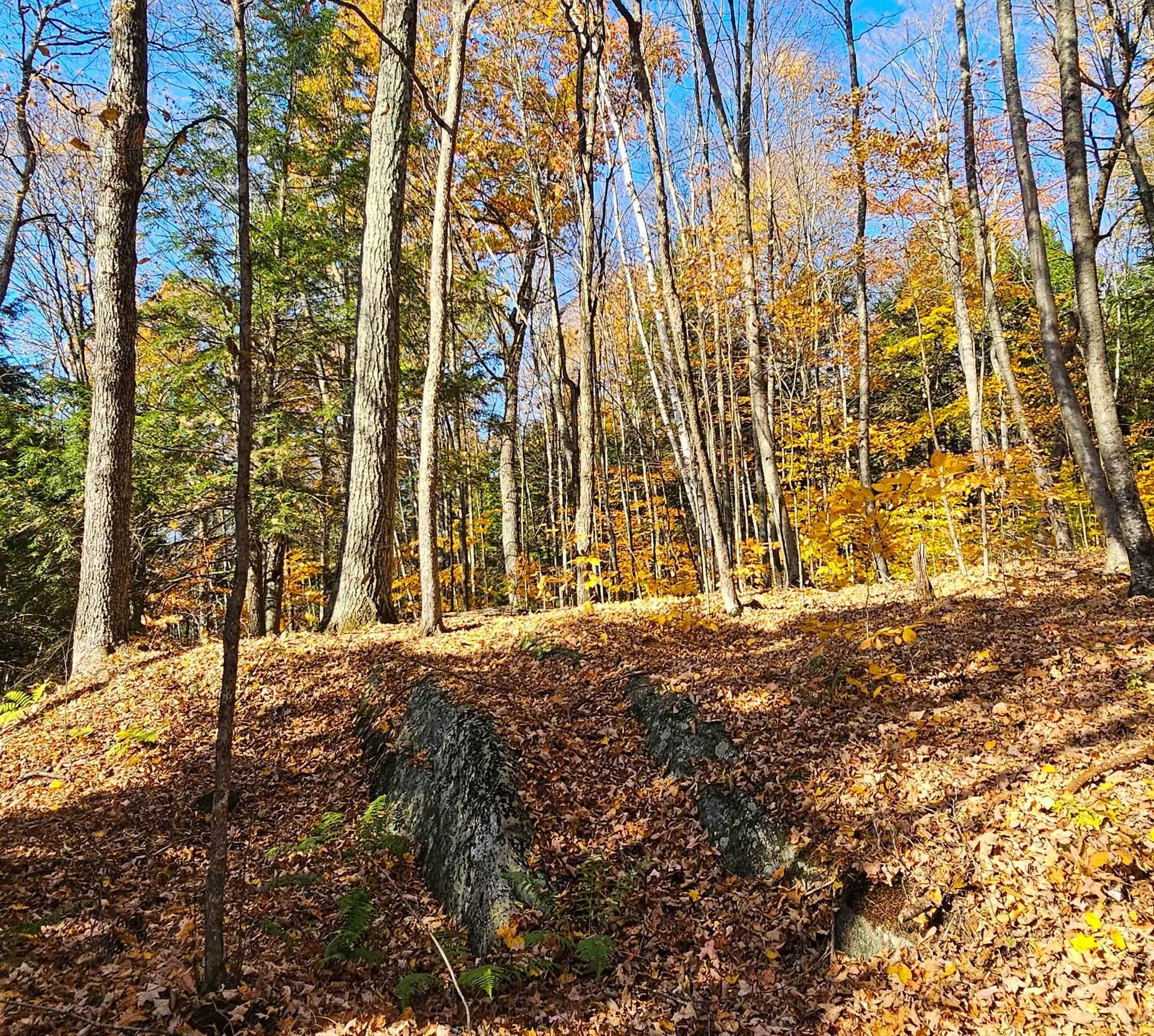 Hall Road Chester VT 05143