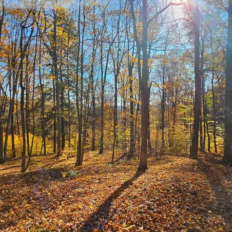 Hall Road Chester VT 05143