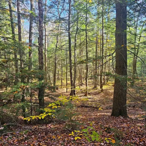 Hall Road Chester VT 05143