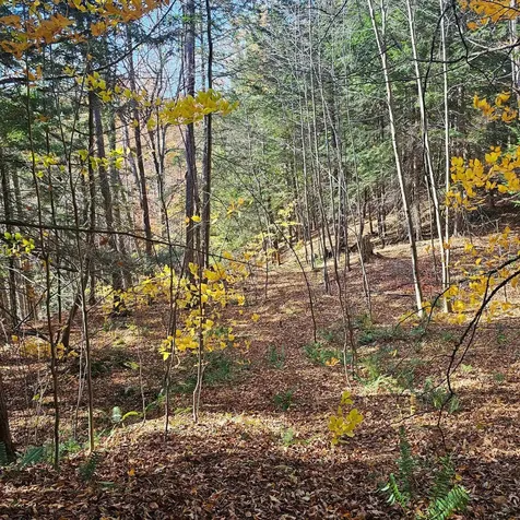 Hall Road Chester VT 05143