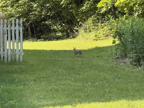 37 Cootey Lane Wallingford VT 05773