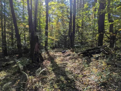 127 Indian Brook Road Essex VT 05452