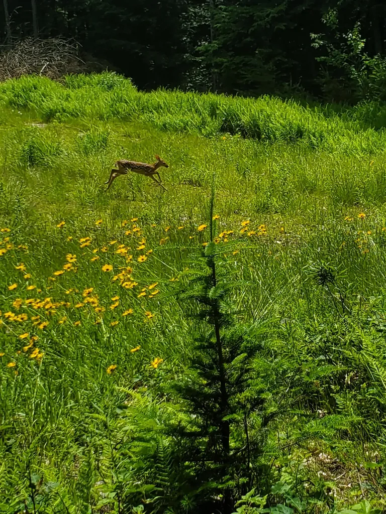 000 West Farms Road Canaan NH 03741