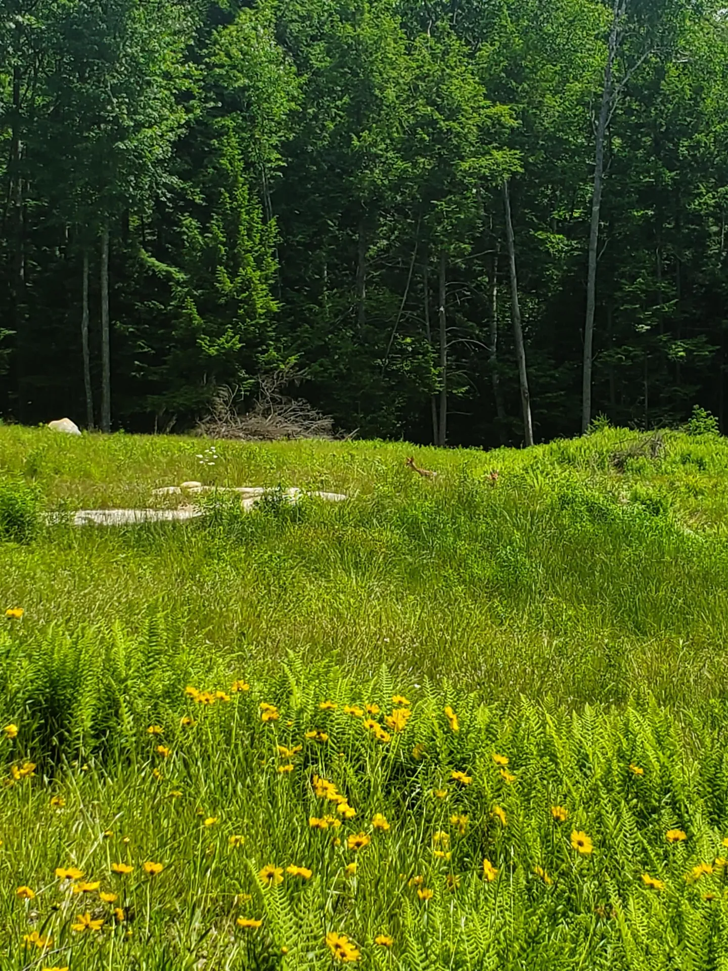 000 West Farms Road Canaan NH 03741