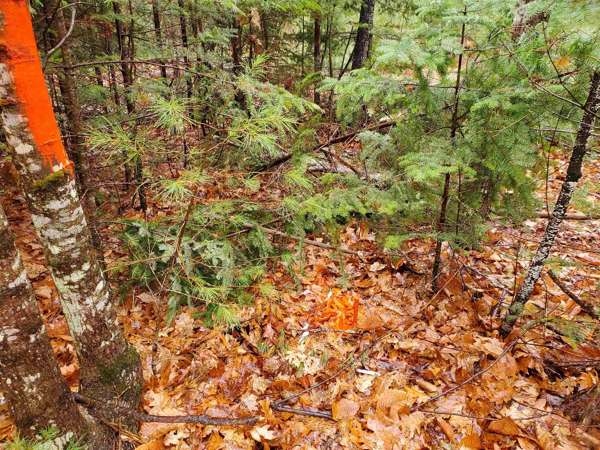 000 West Farms Road Canaan NH 03741