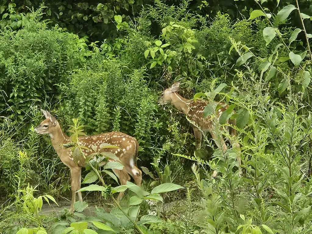 1501 Eligo Lake Road Greensboro VT 05843