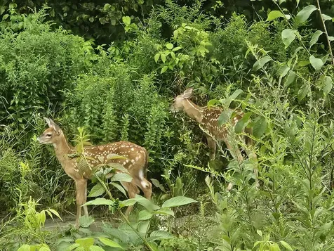 1501 Eligo Lake Road Greensboro VT 05843