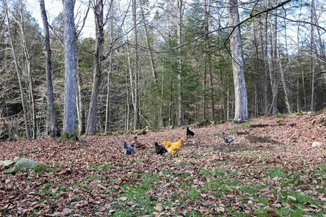 490 Old Man Mountain Road St. Johnsbury VT 05819