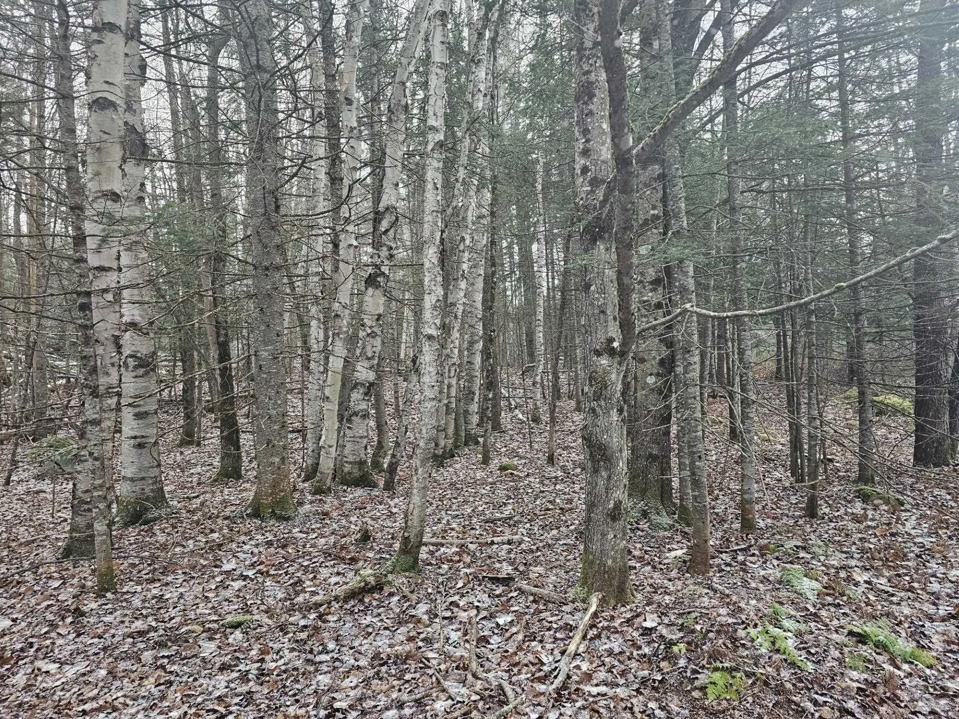 461 Hill Road Dummer NH 03588