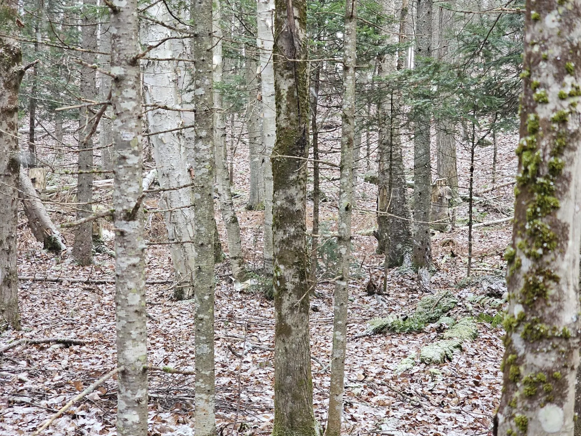 461 Hill Road Dummer NH 03588