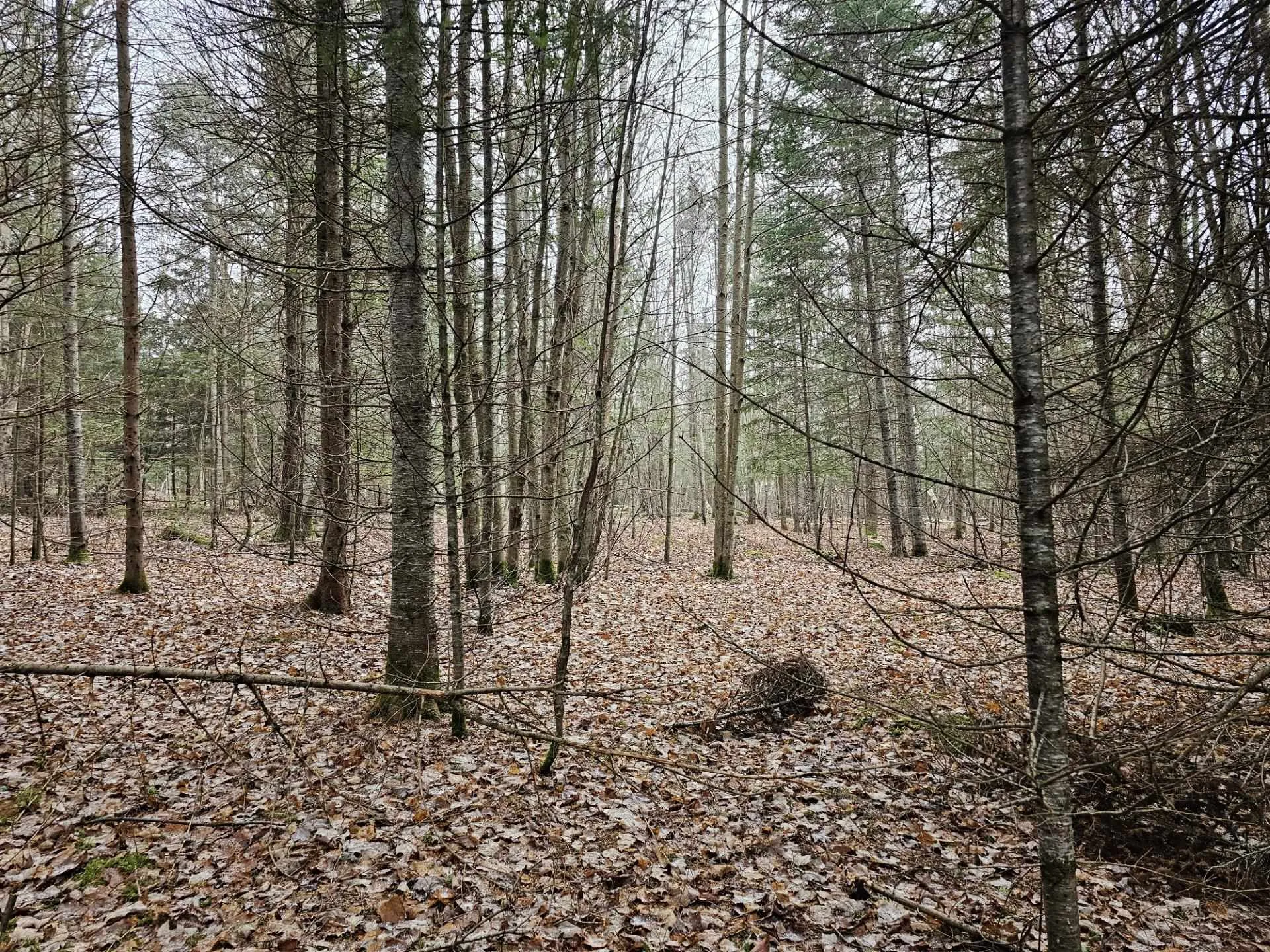 461 Hill Road Dummer NH 03588