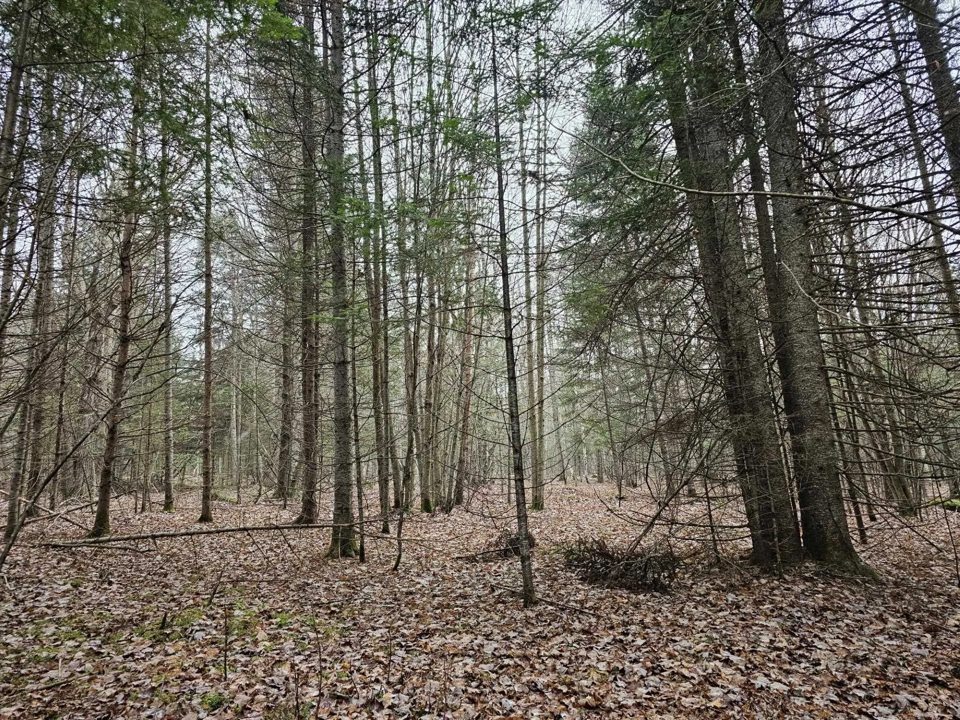 461 Hill Road Dummer NH 03588