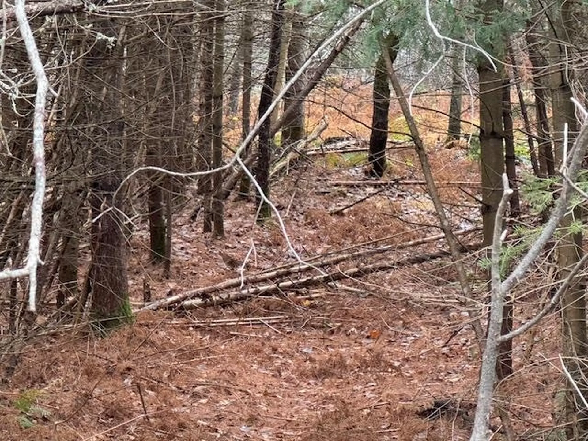 800 Scott's Lane Craftsbury VT 05826