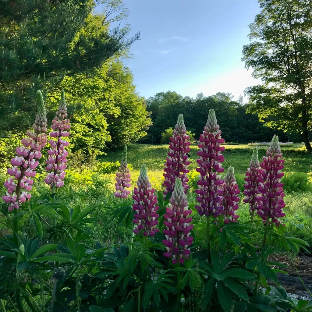 1211 Maple Hill Lane Whitingham VT 05361