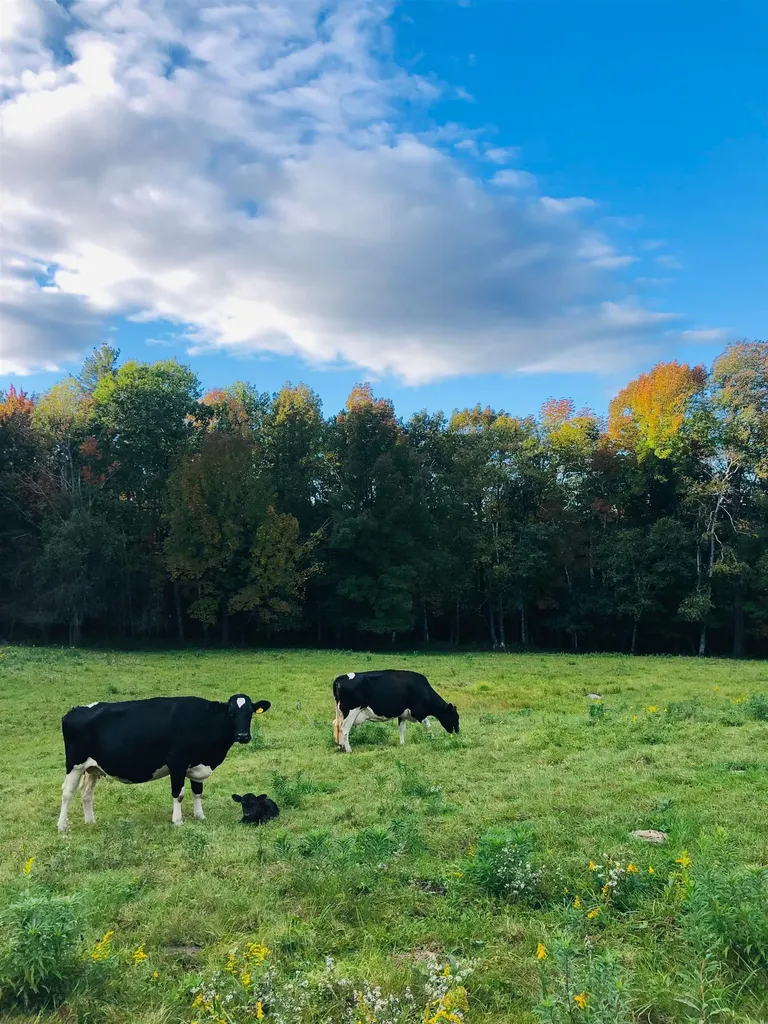 1211 Maple Hill Lane Whitingham VT 05361