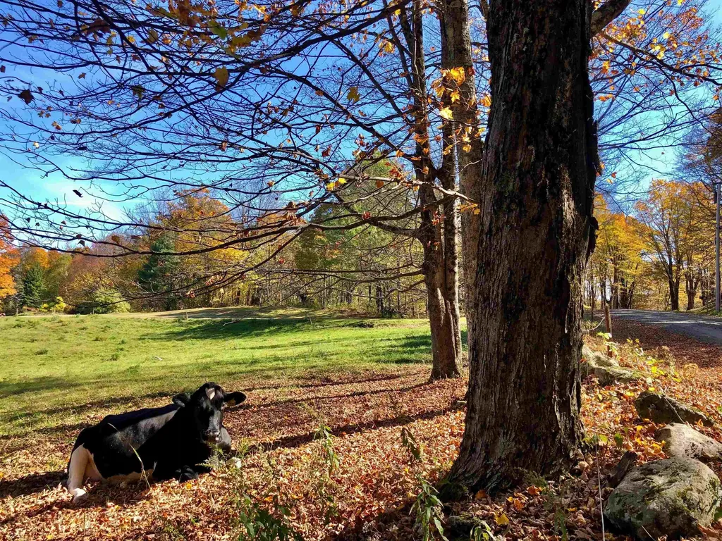 1211 Maple Hill Lane Whitingham VT 05361
