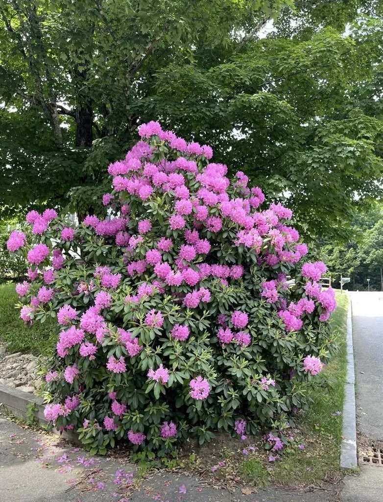 28 Woodridge Road Keene NH 03431