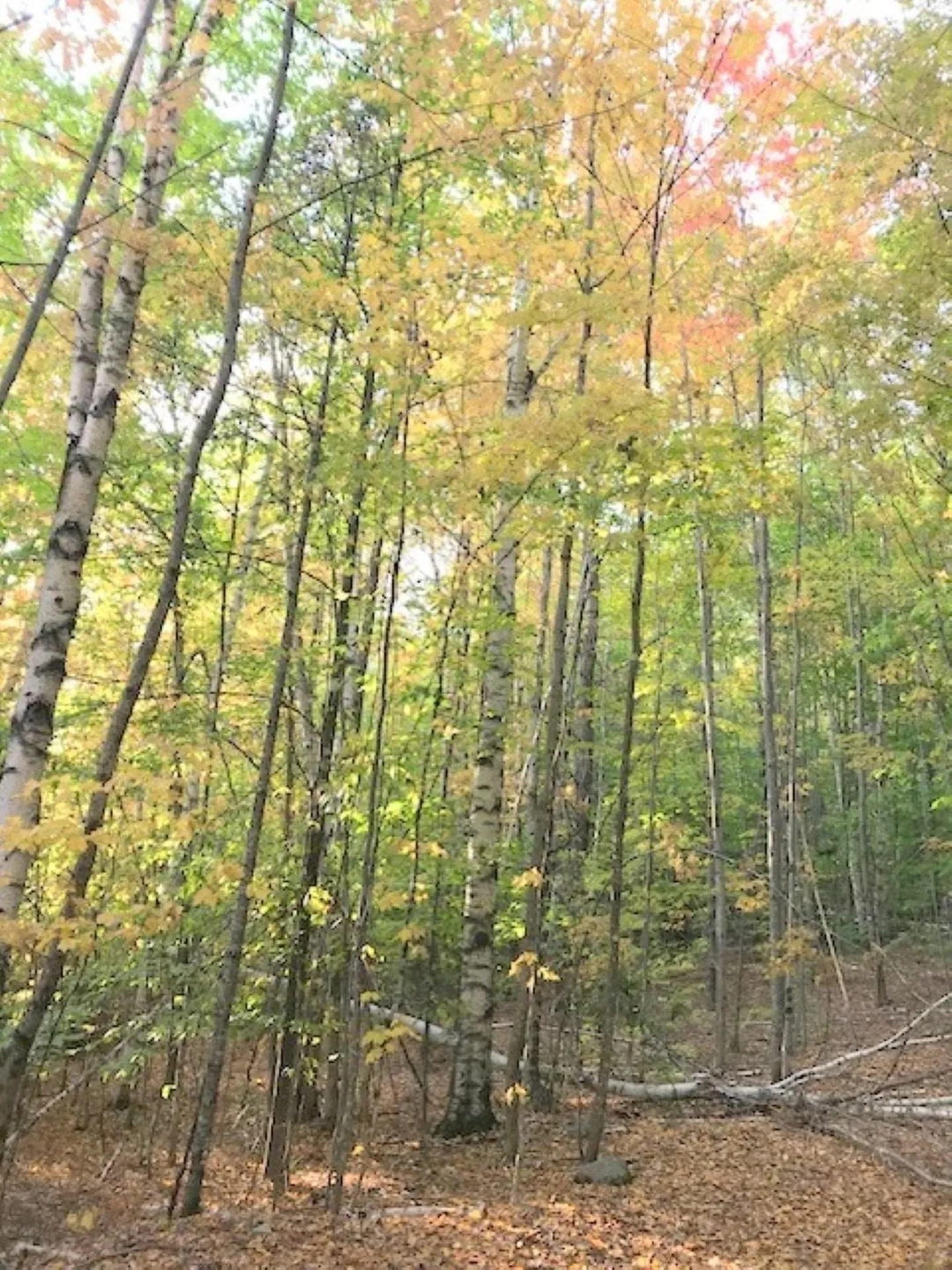 131 Lime Kiln Road Topsham VT 05076