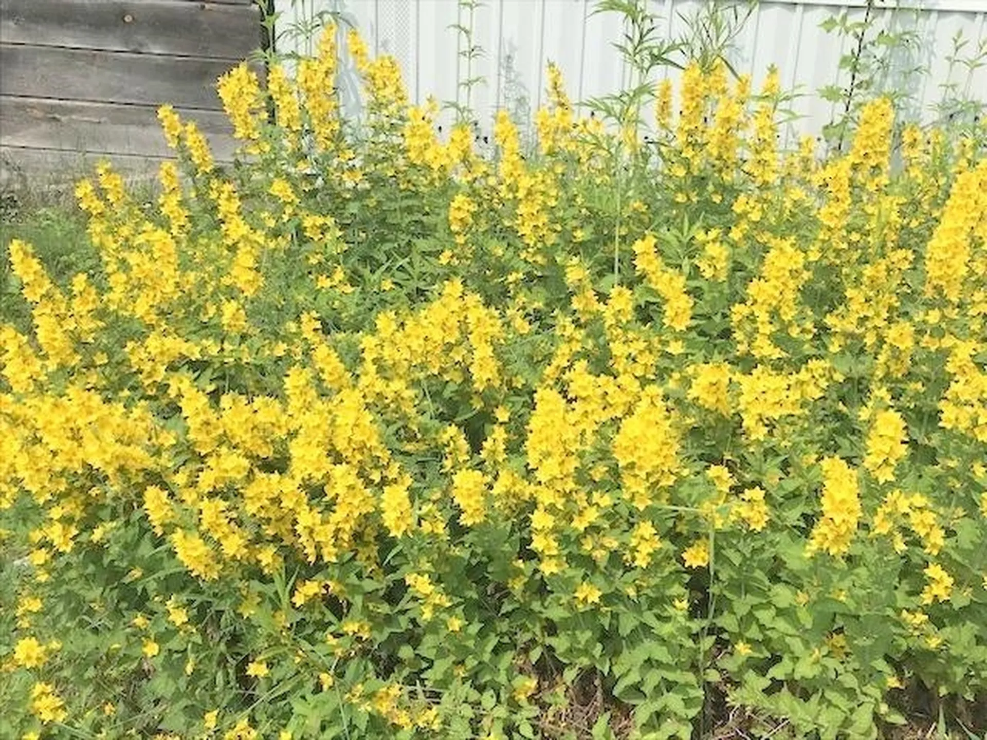 131 Lime Kiln Road Topsham VT 05076