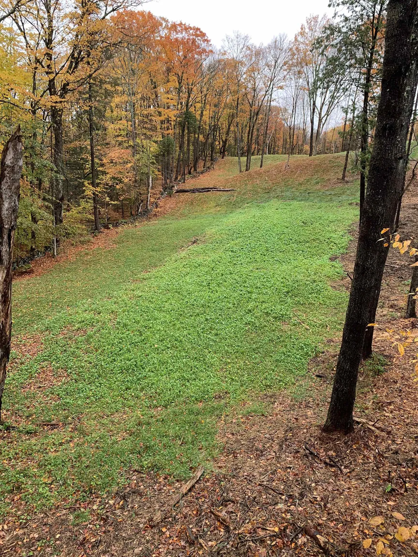 226 Dog Wood Lane Lyndon VT 05851