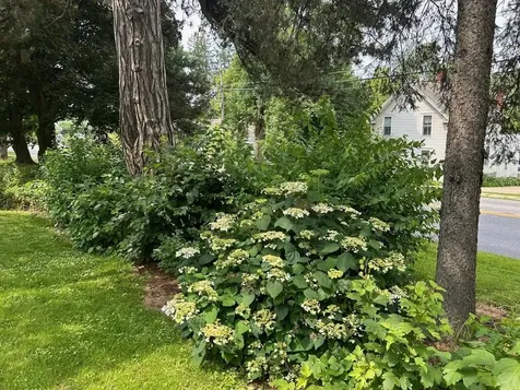 73 N Pleasant Street Middlebury VT 05753