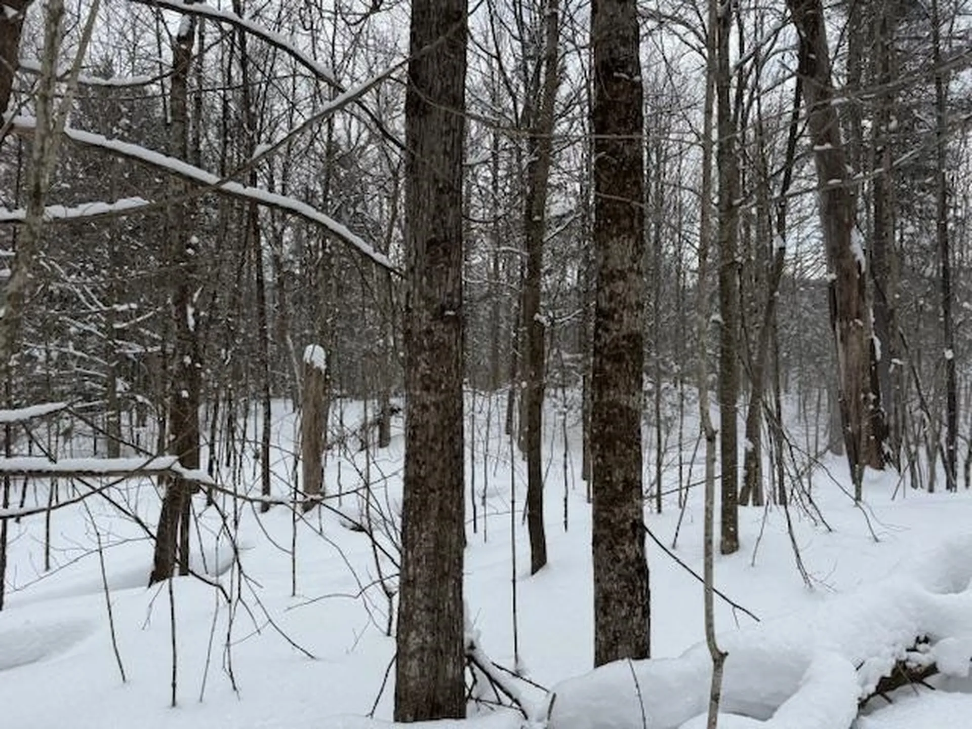 917 Eligo Lake Road Greensboro VT 05841