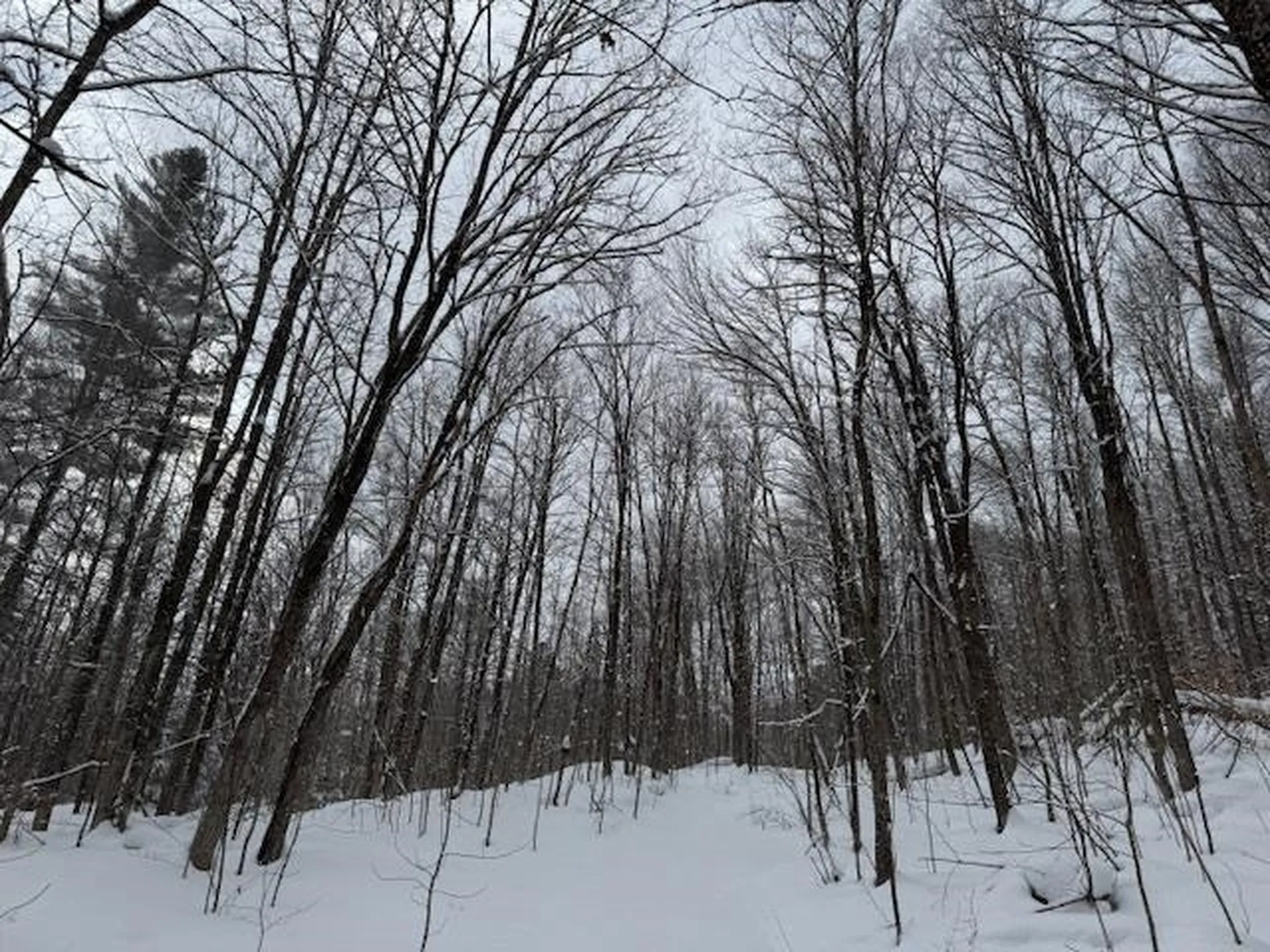 917 Eligo Lake Road Greensboro VT 05841