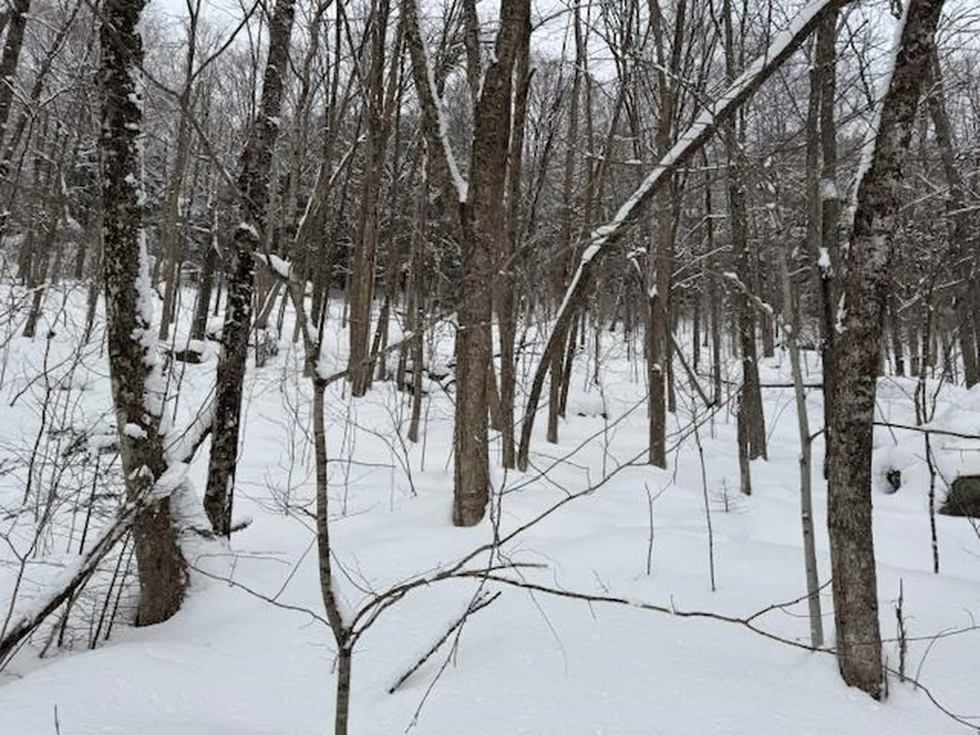 917 Eligo Lake Road Greensboro VT 05841