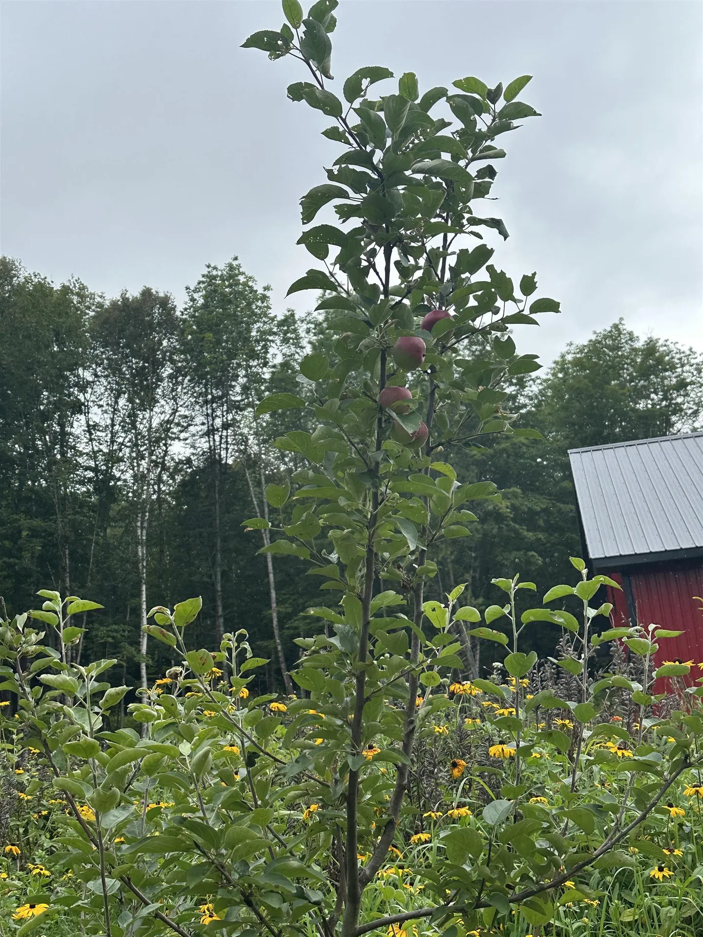 93 Dog Wood Lane Lyndon VT 05851