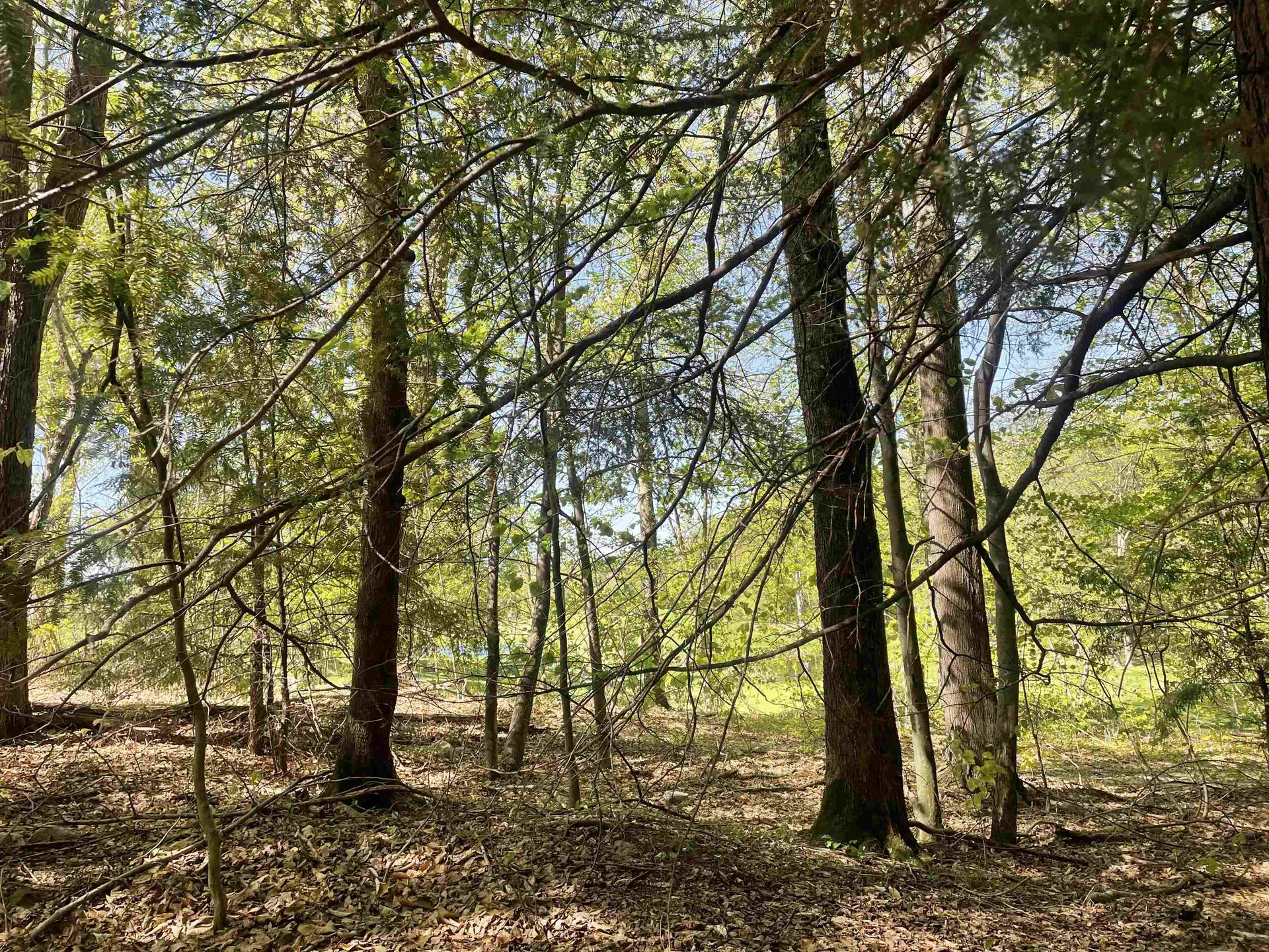 530 Finbars Forest Road Manchester VT 05255