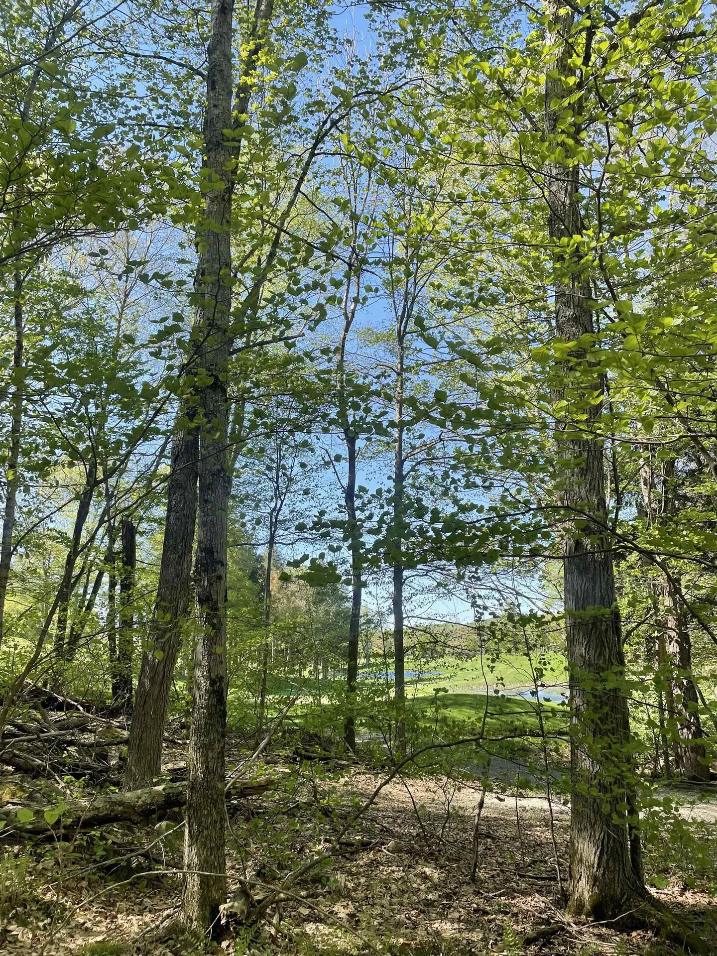 530 Finbars Forest Road Manchester VT 05255