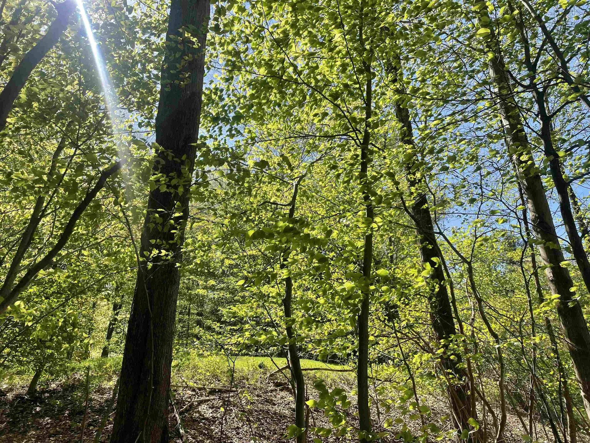 530 Finbars Forest Road Manchester VT 05255