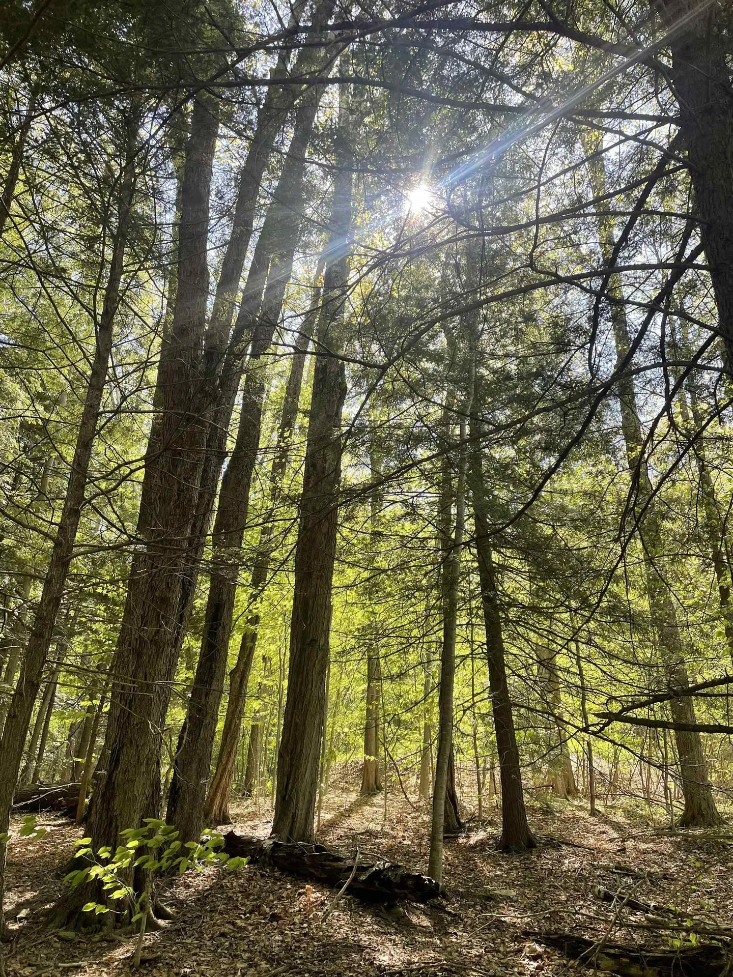 530 Finbars Forest Road Manchester VT 05255