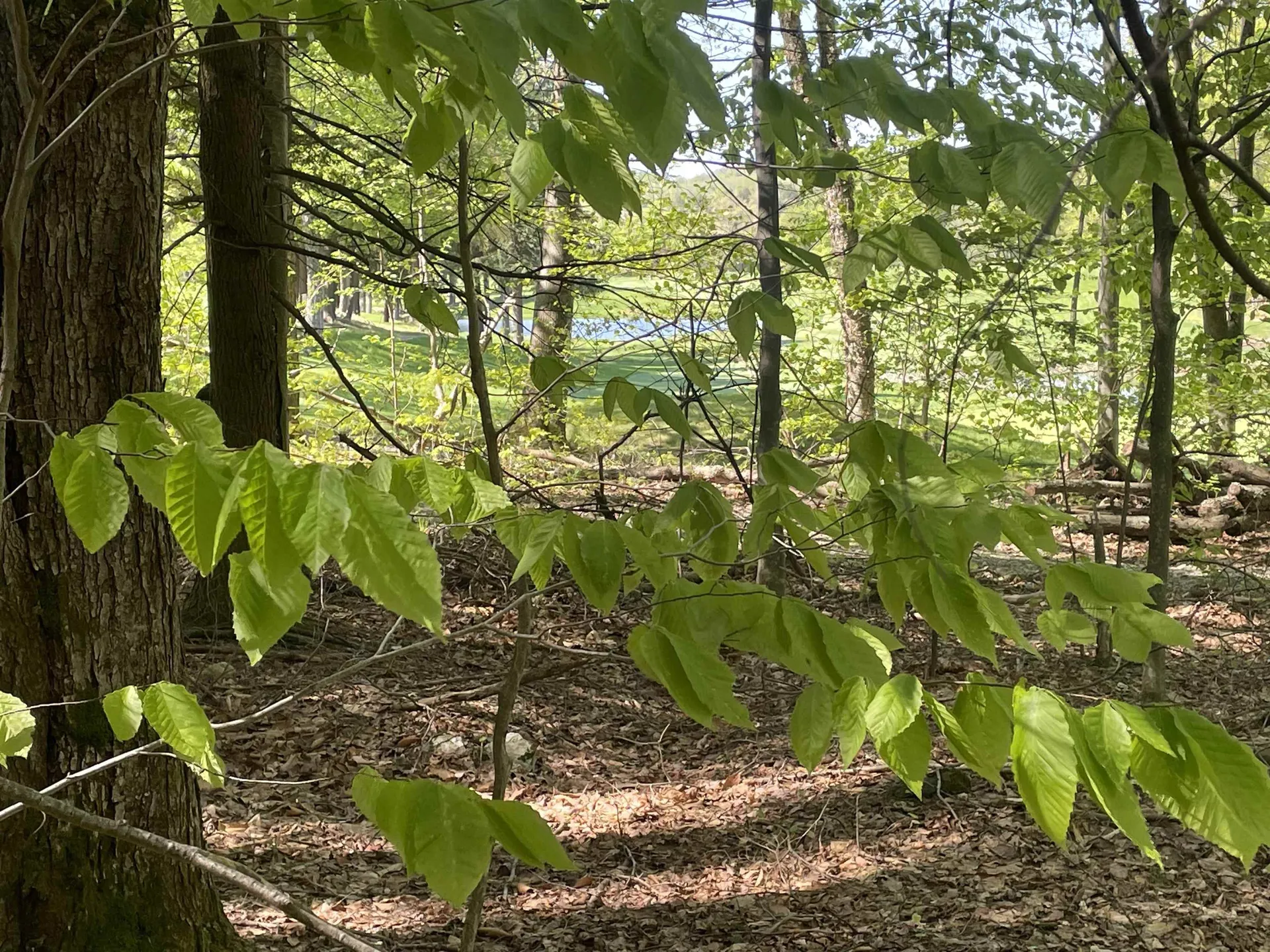 530 Finbars Forest Road Manchester VT 05255