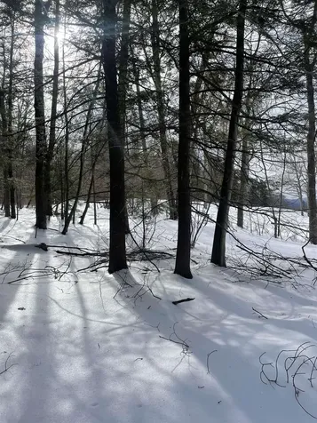 530 Finbars Forest Road Manchester VT 05255