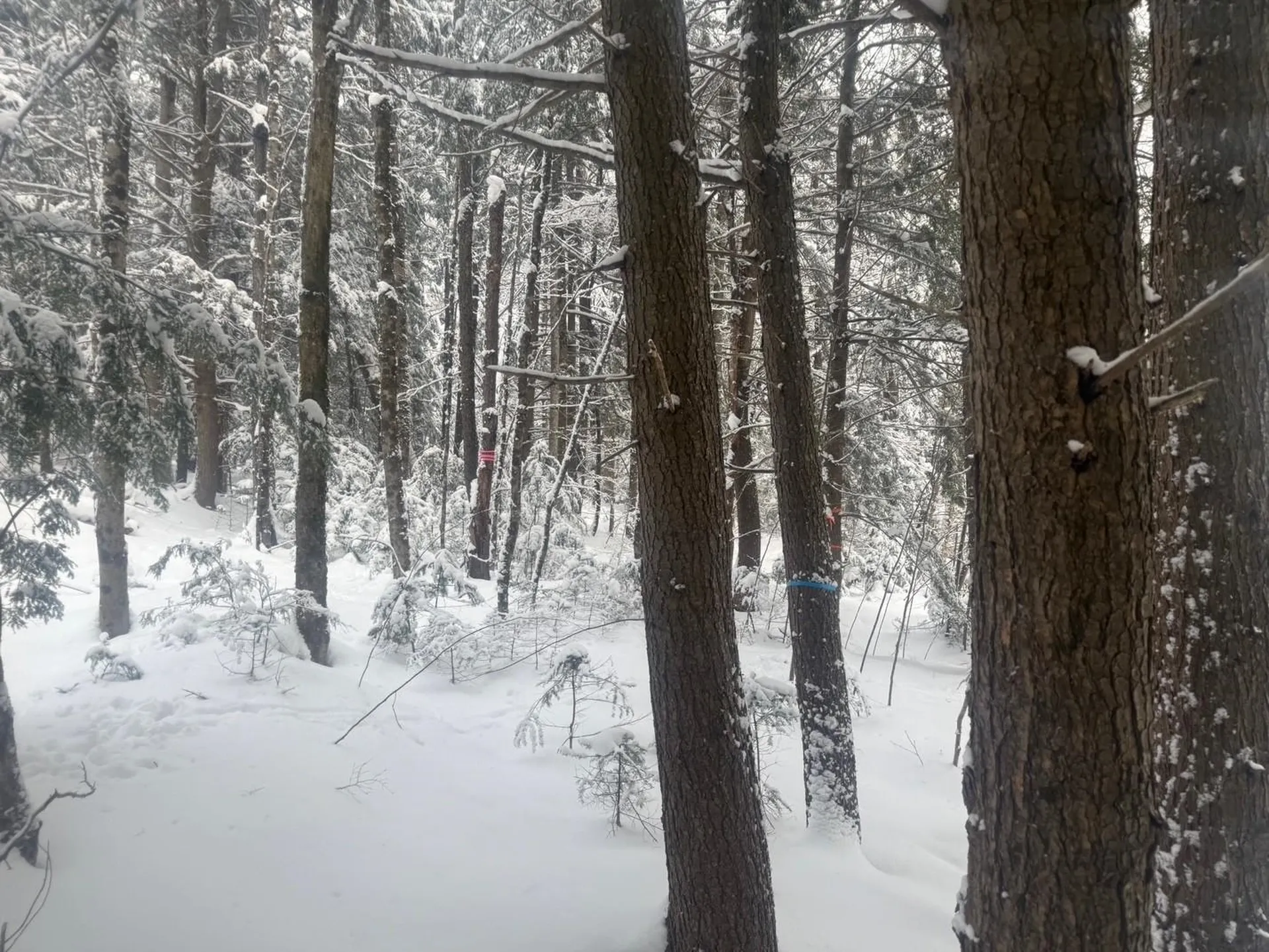 932 Mud City Loop Morristown VT 05661