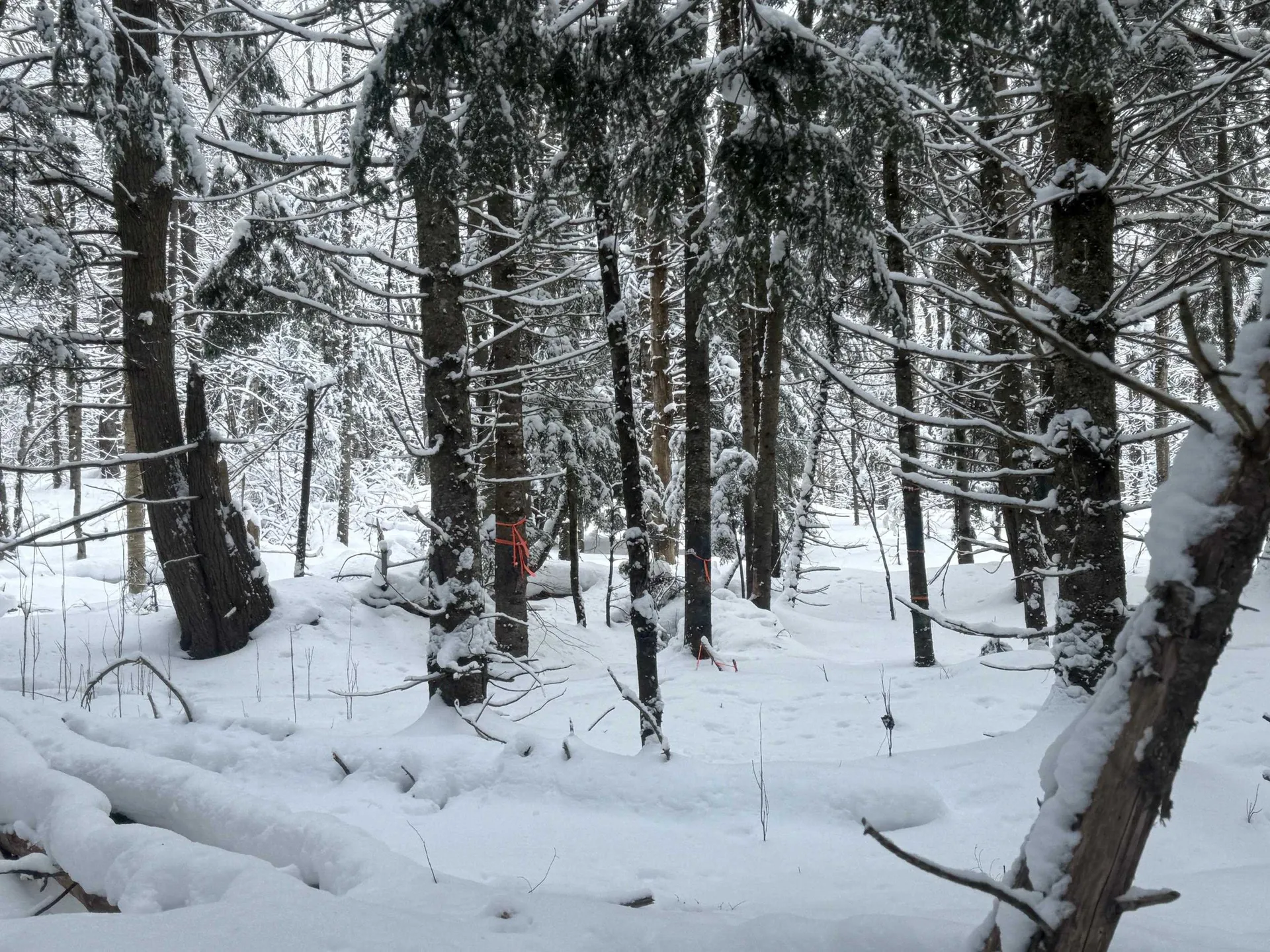 932 Mud City Loop Morristown VT 05661