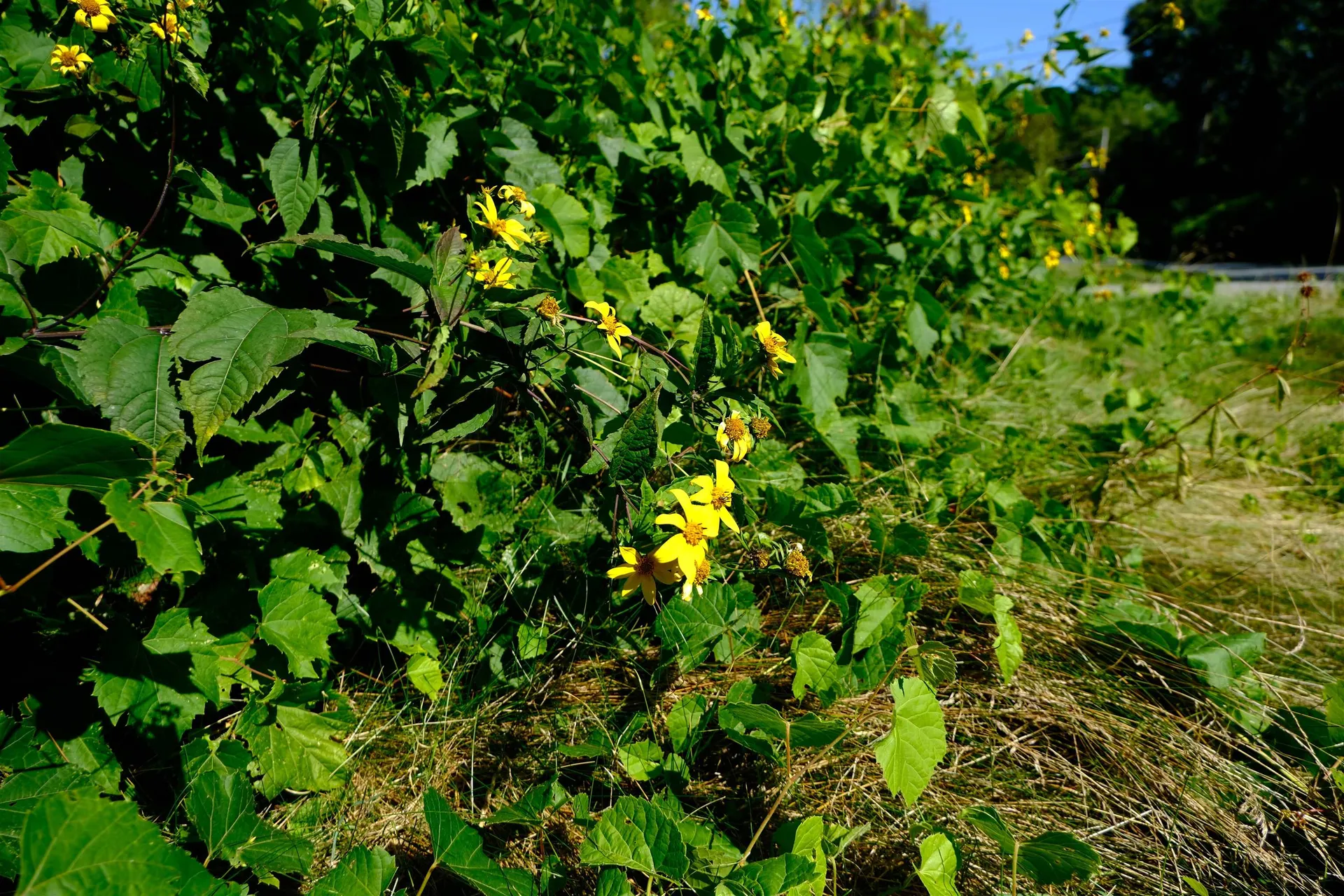 166 Hooker Hill Road St. Johnsbury VT 05819