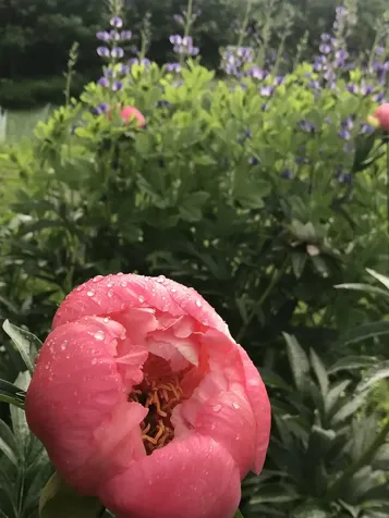 157 Mehuron Drive Waitsfield VT 05673