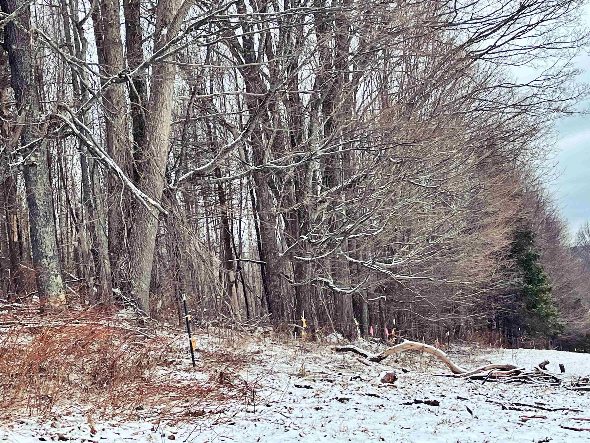 1275 Chesley Hill Road Wheelock VT 05851