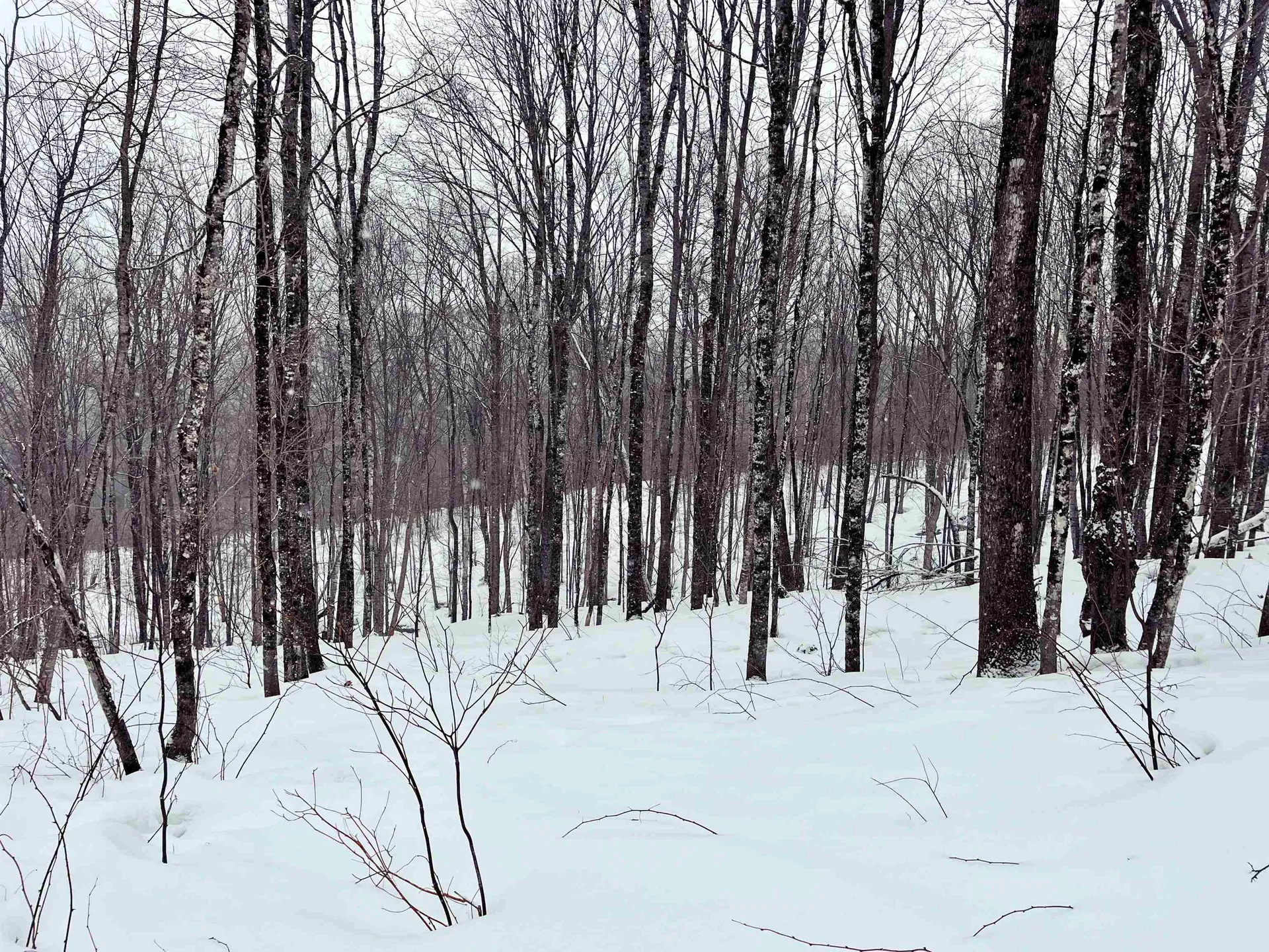 1275 Chesley Hill Road Wheelock VT 05851